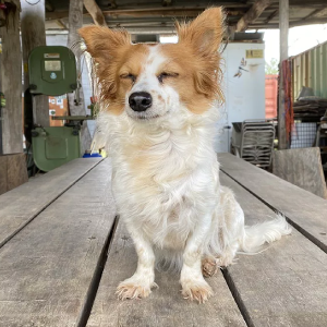 Dog pic photo