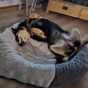 Dog photo