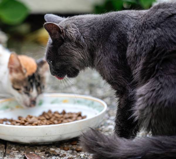 Two cats are eating from a bowl of cat food