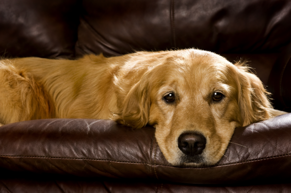 A dog is resting on a brown leather couch