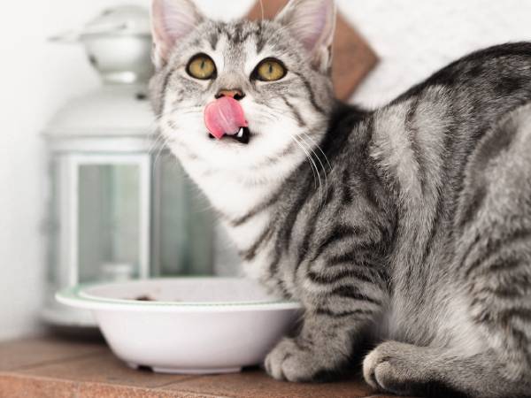 A cat is sitting next to a bowl of food and is licking it's lips