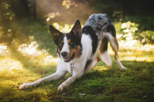 A very playful dog is pictured frolicking amongst green trees and dappled sunlight