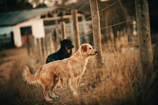 Two dogs are standing along a fence line looking through the fence at something captivating