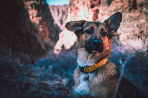 A German Shepherd dog is pictured outdoors in an orange collar. One ear is standing up straight and the other is pointing off to the side