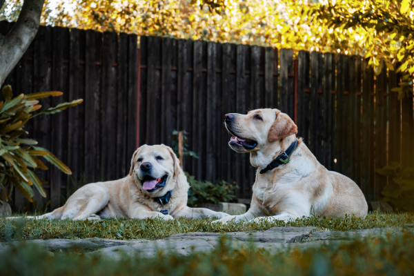 Two Labradors are relaxing on lush green grass in front of a timber fence