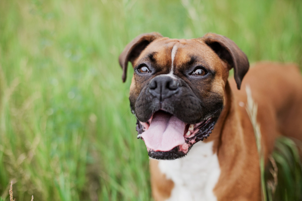 A brown dog with a big smile is standing in long green grass