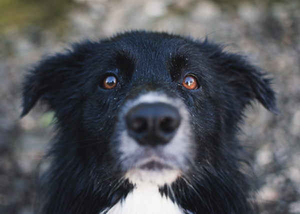 A close up of the face of a black and white Border Collie